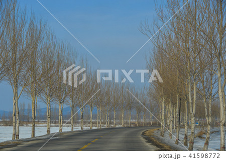 Rural road with row of trees 41598772