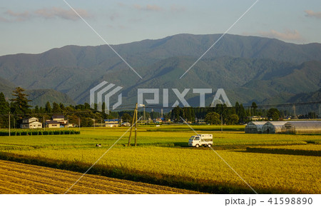 Harvesting on rice field in Akita, Japan 41598890