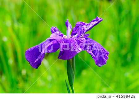 花物語 紫 菖蒲 花物語 紫 菖蒲 41599428