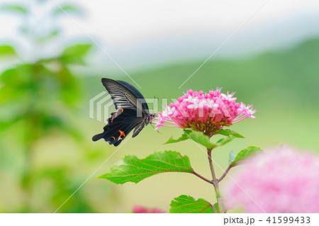 花物語 ピンク 紫陽花と黒アゲハ の写真素材