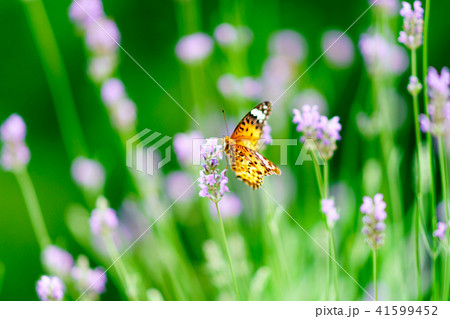 花物語　ラベンダーと蝶 41599452