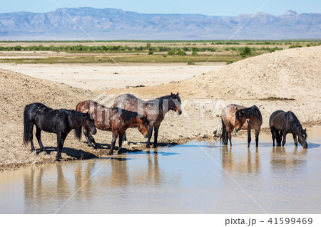 Wild Horses at a Waterhole 41599469
