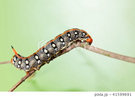 Spurge hawk-moth crawling on tree Spurge hawk-moth crawling on tree 41599691