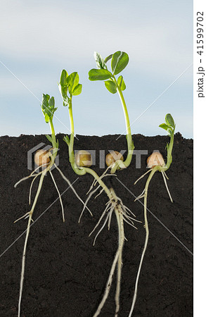Pea sprouts in field sectional view 41599702