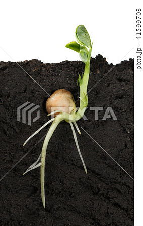 Isolated pea seedling 41599703