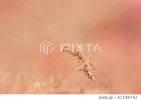 シチセンベラ 41599742