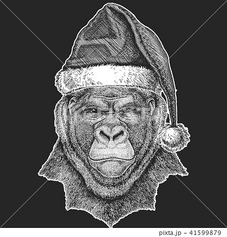 Gorilla, monkey, ape Frightful animal Christmas, new year celebration. Santa Claus winter hat. Xmas Gorilla, monkey, ape Frightful animal Christmas, new year celebration. Santa Claus winter hat. Xmas 41599879