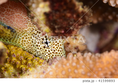 セダカギンポ 41599893