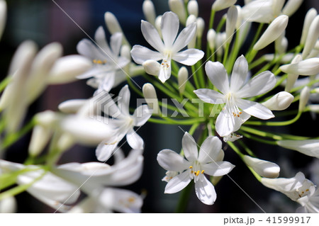 アガパンサスの花 41599917