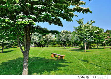 緑豊かな公園 緑豊かな公園 41600875