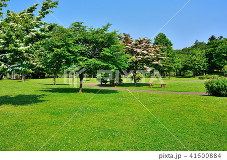 緑豊かな公園 緑豊かな公園 41600884