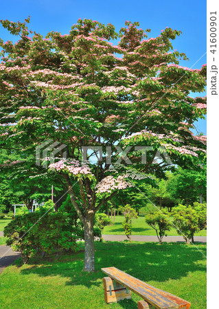 緑豊かな公園 緑豊かな公園 41600901