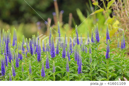 Purple Veronica spicata flowers 41601109