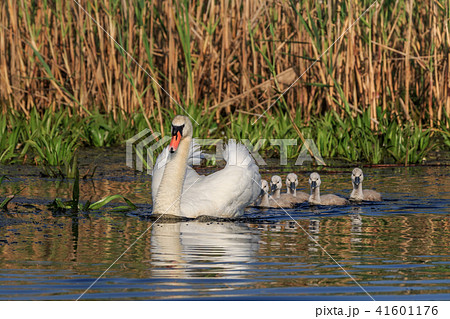 white swan with small chicks 41601176
