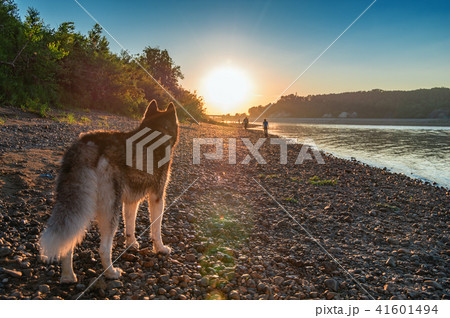 Dog looks at the sunset. Dog looks at the sunset. 41601494