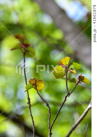 アカメガシワの若葉 41601878