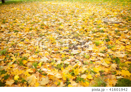 Fallen autumn leaves on grass in sunny  41601942