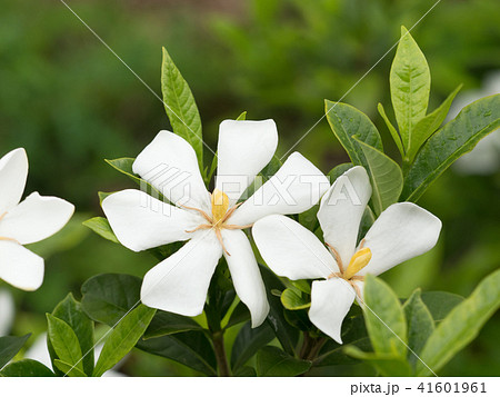 クチナシ 41601961