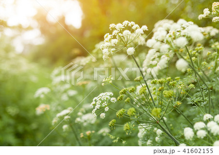 Summer grass and wildflower background. Summer grass and wildflower background. 41602155