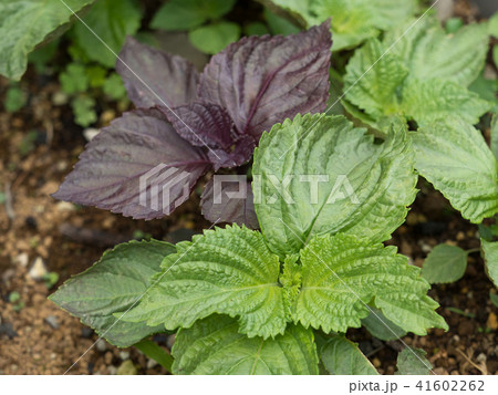 シソ シソ 41602262