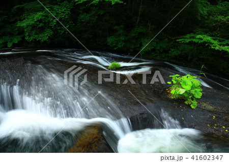 夏の釜淵の滝 41602347