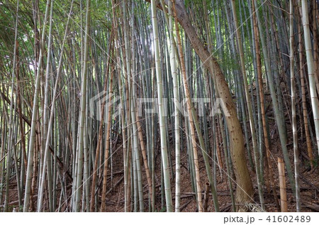 群馬県の竹林 41602489