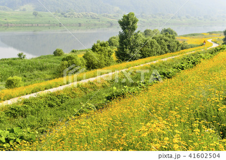 風景 花 グムギェグク 41602504