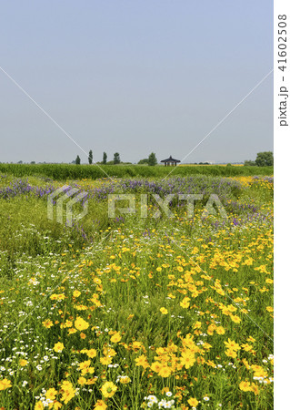 風景 花 グムギェグク 41602508
