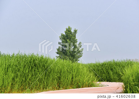 風景 葦 ポプラ 41602638