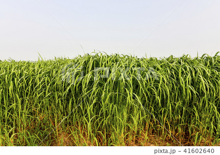 風景 空 葦 41602640