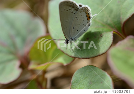 ツバメシジミチョウ・燕小灰蝶 41602702