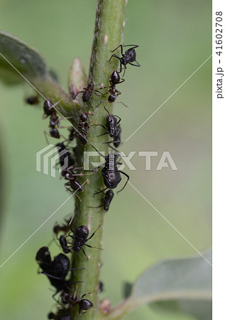 アリ 蟻と共生するクリオオアブラムシ 栗大油虫の写真素材