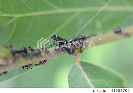 有翅型のクリオオアブラムシ・栗大油虫 有翅型のクリオオアブラムシ・栗大油虫 41602709