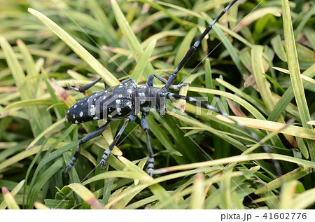 成虫のゴマダラカミキリムシ・胡麻斑髪切虫 41602776