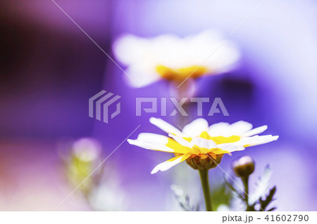 春菊の花　白と黄色の花 41602790