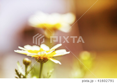 春菊の花　白と黄色の花 41602791