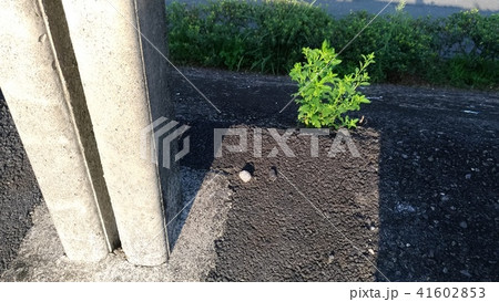 植物 工場 プランツ 41602853