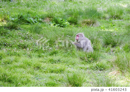 草原の猿 草原の猿 41603243