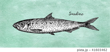 Ink sketch of pilchard. Ink sketch of pilchard. 41603462