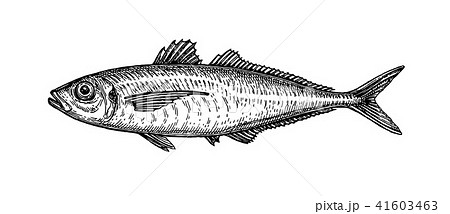 Ink sketch of horse mackerel. Ink sketch of horse mackerel. 41603463