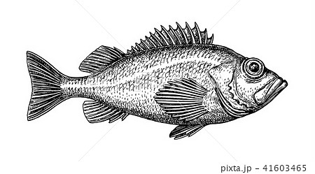 Ink sketch of rockfish. Ink sketch of rockfish. 41603465