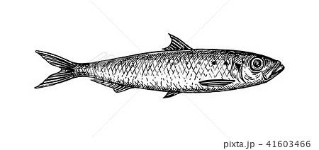 Ink sketch of sardine. Ink sketch of sardine. 41603466