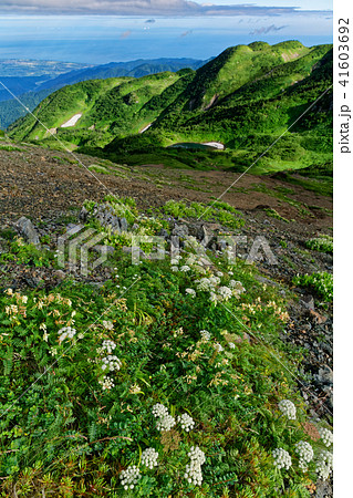 北アルプス・朝日岳稜線の高山植物と朝日池・日本海の眺め 北アルプス・朝日岳稜線の高山植物と朝日池・日本海の眺め 41603692