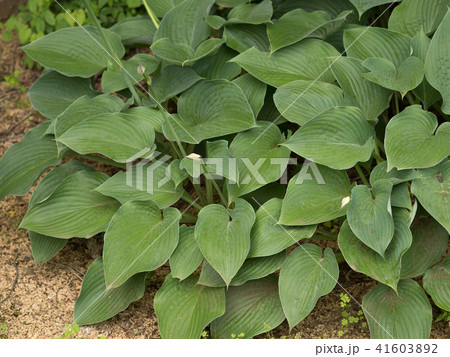 タマノカンザシ 41603892