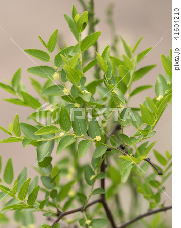 ナツメ ナツメ 41604210