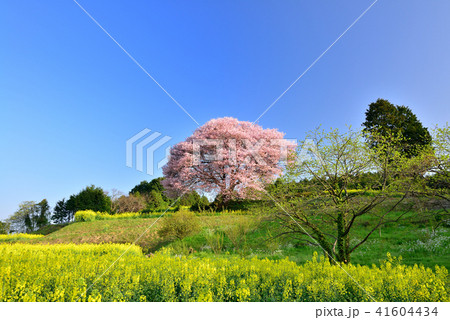 馬場の山桜 41604434