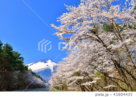 八幡平の桜 八幡平の桜 41604435