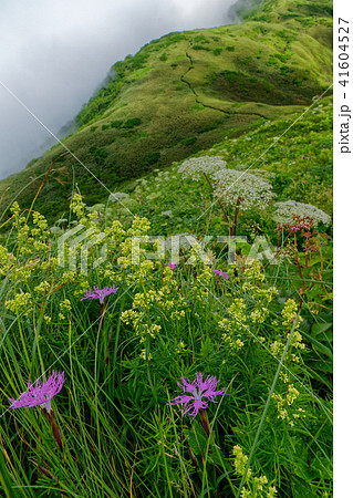 雨飾山の高山植物と雲湧く笹平の眺め 41604527