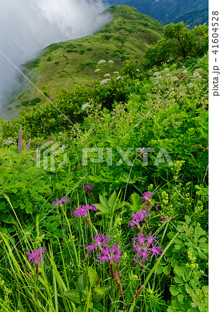 雨飾山の高山植物と雲湧く笹平の眺め 41604528