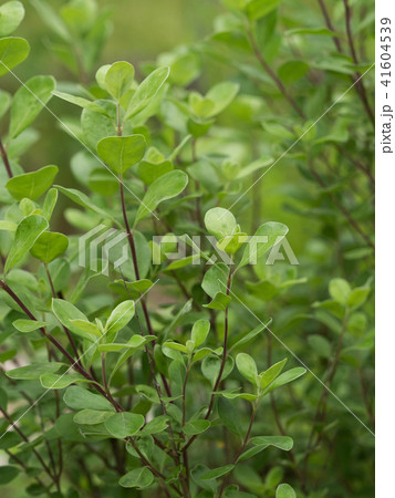 ハマゴウ ハマゴウ 41604539